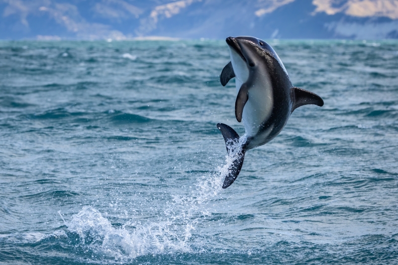 Lagenorhynchus obscurus