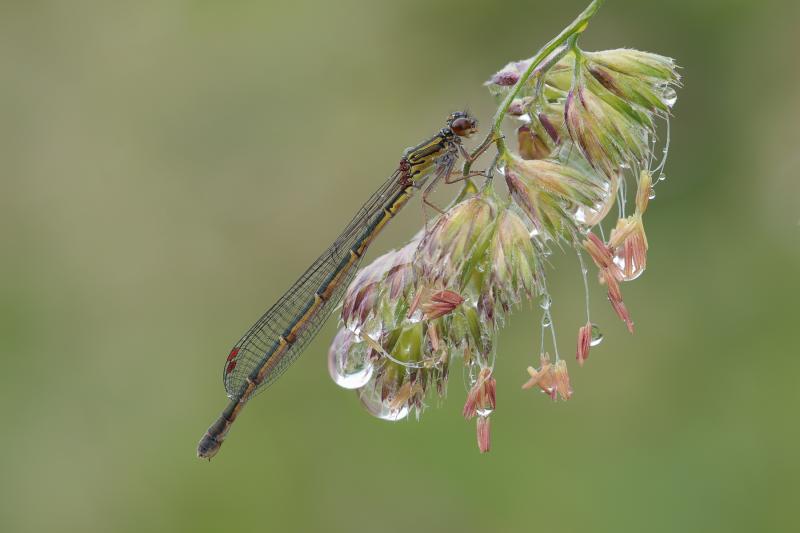 Xanthocnemis zealandica 5